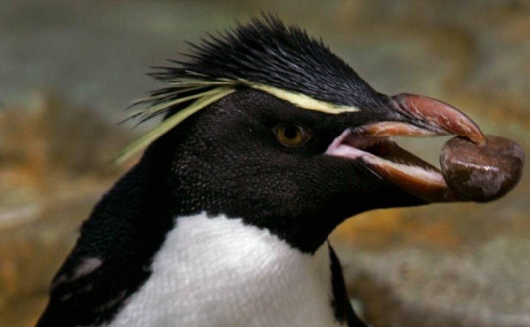 Los vínculos de pareja para la reproducción en esta especie pueden durar toda la vida. (FOTO: Archivo/ EL UNIVERSAL)