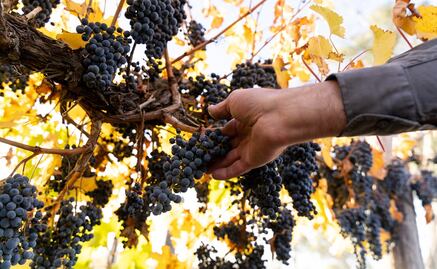 Vinos australianos: profundidad, complejidad y expresión regional