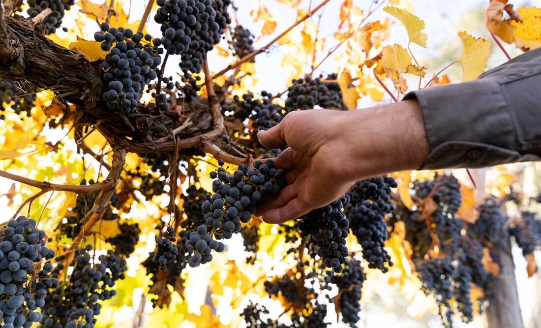 Vinos australianos. Foto: Cortesía CW.Wines