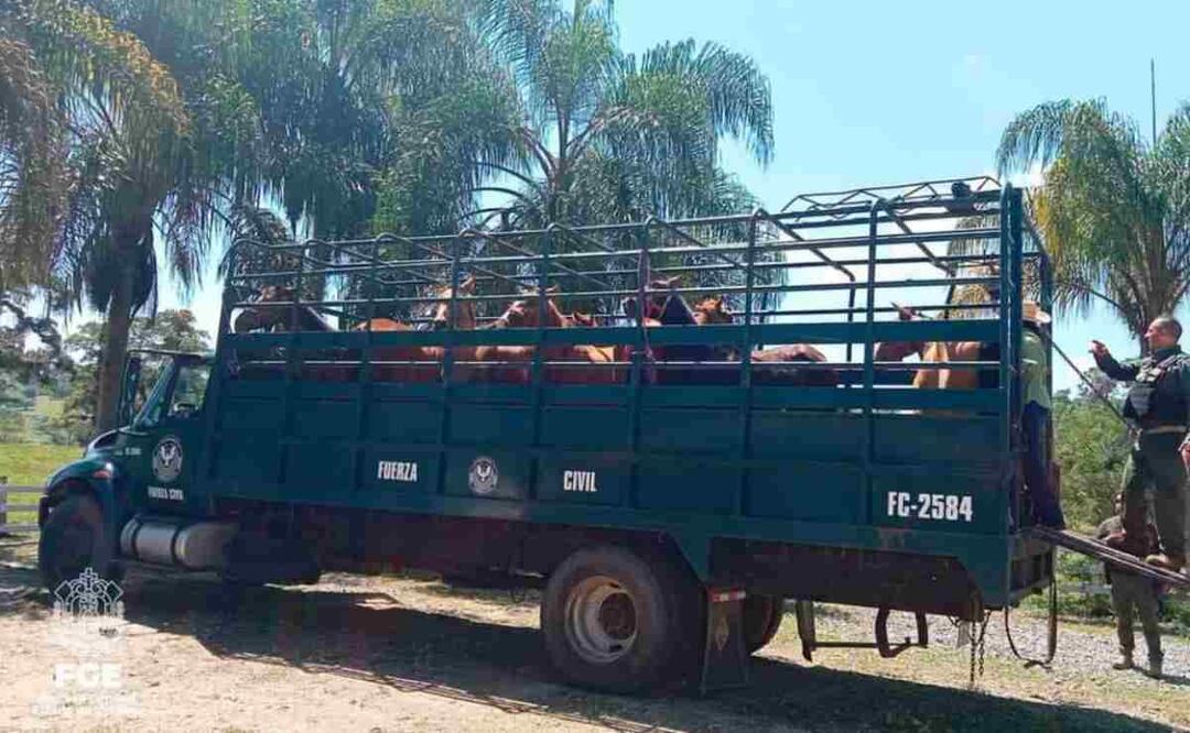 Rescate de caballos en Veracruz por maltrato animal. Foto: Especial