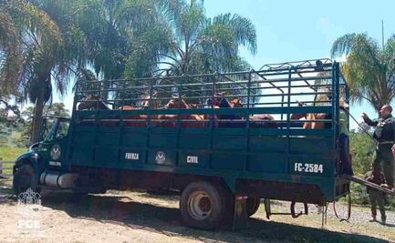 Caballos rescatados por maltrato son resguardados en asociación civil de Puebla