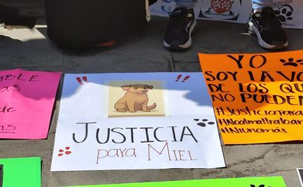 Exigen justicia para "Miel", perrita atacada con objetos punzocortantes en Morelos; la duermen para evitarle más dolor