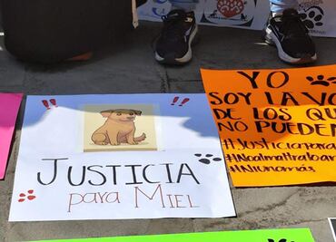 Exigen justicia para "Miel", perrita atacada con objetos punzocortantes en Morelos; la duermen para evitarle más dolor