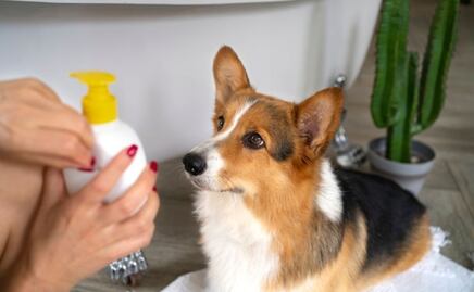 ¿Se puede usar crema hidratante de humanos en los perros?; veterinaria responde