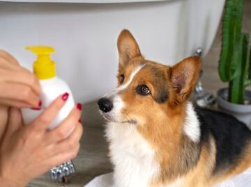 ¿Se puede usar crema hidratante de humanos en los perros?; veterinaria responde