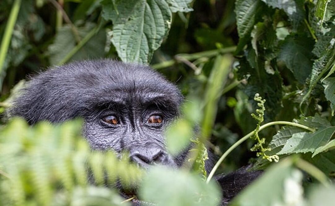 ¿Qué hacer en caso de avistar al gorila extraviado en Hidalgo? /. Foto: pixabay