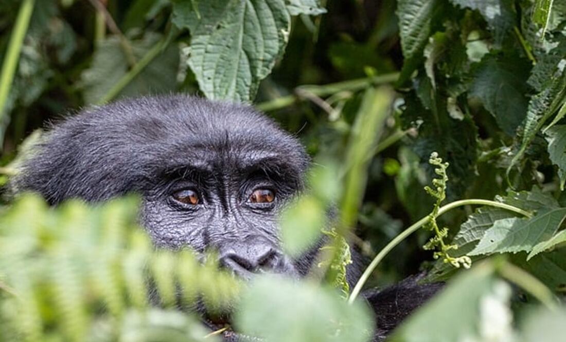 ¿Qué hacer en caso de avistar al gorila extraviado en Hidalgo? /. Foto: pixabay