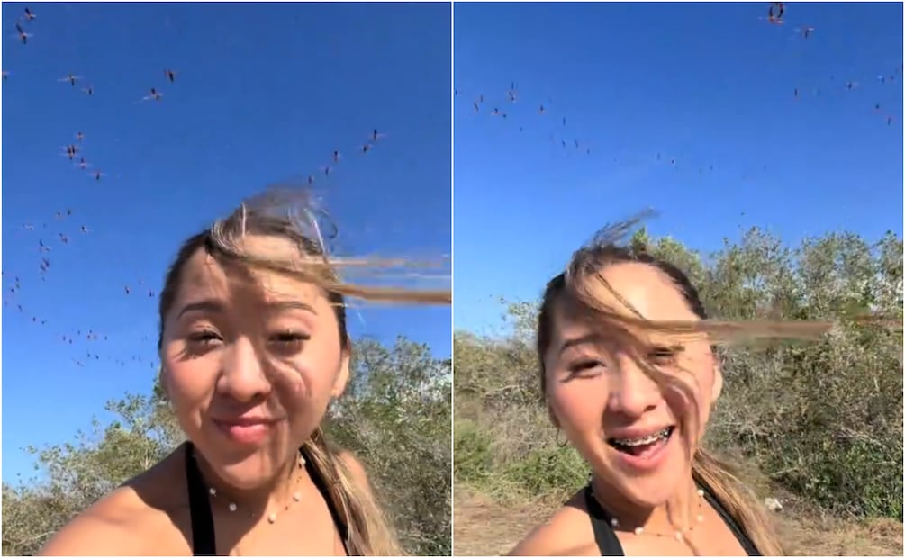 La influencer publicó un video desde la zona de Sisal, Yucatán, en el que se observa a decenas de flamencos huyendo del área. Foto: TikTok @elisalayuca18