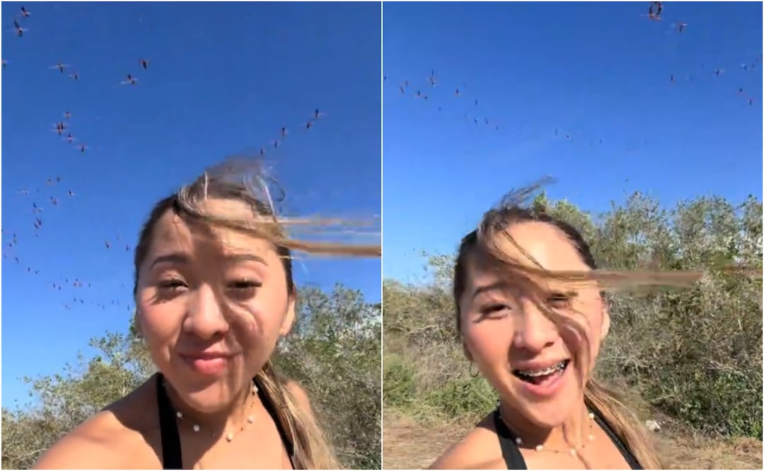 La influencer publicó un video desde la zona de Sisal, Yucatán, en el que se observa a decenas de flamencos huyendo del área. Foto: TikTok @elisalayuca18