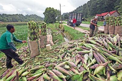 Auditoría halla irregularidades por 159 mdp en plan para agro 
