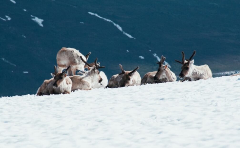 ¿Por qué el trineo de Santa Claus es jalado por renos?