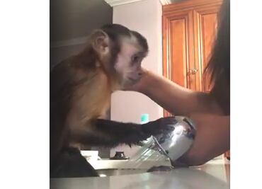 Video donde aparece mono “mascota” divide a las redes