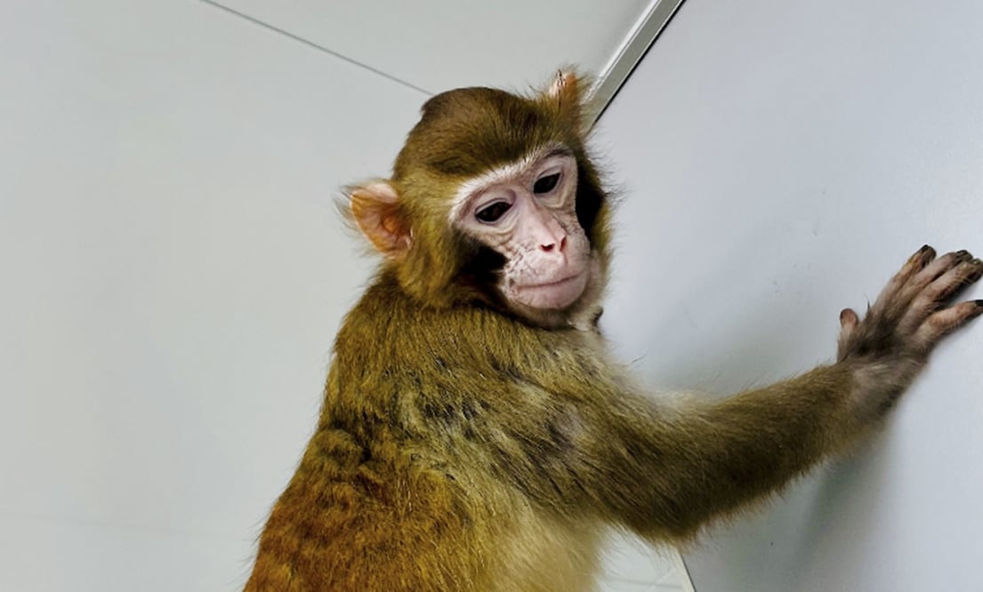 Mono rhesus clonado de forma exitosa; fue nombrado como "Re-Tro".
Foto: EFE / Quiang Sun