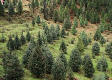 Estos son los centros de acopio de árboles de Navidad en CDMX y EDOMEX