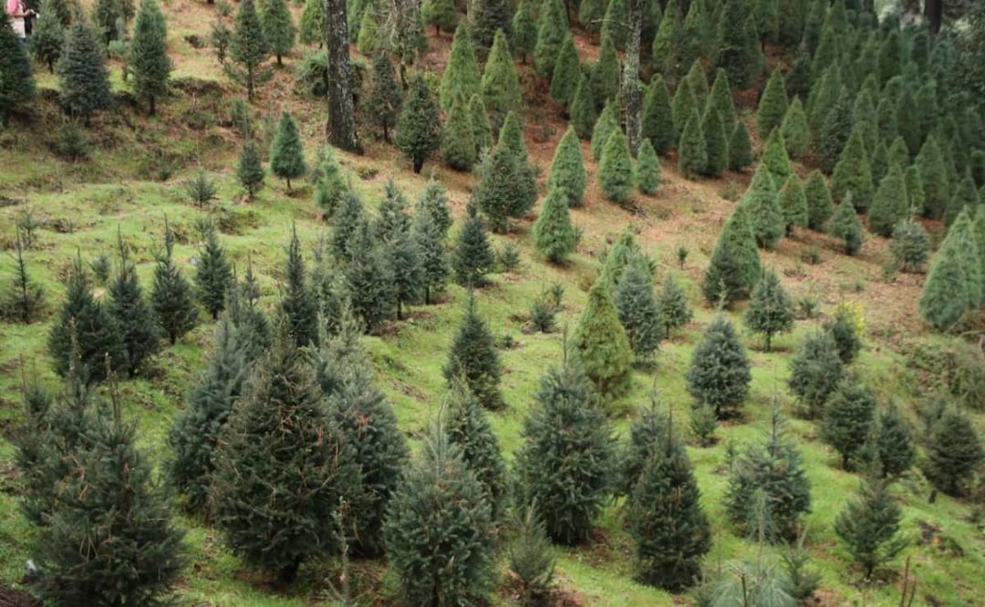 Árboles de Navidad naturales. Foto: Especial