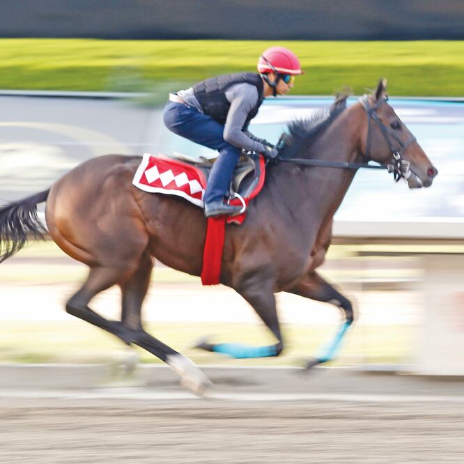 El ejemplar se medirá por primera vez con caballos de mayor edad que están entre los mejores del mundo. FOTOS: AGUSTÍN SALINAS. EL UNIVERSAL