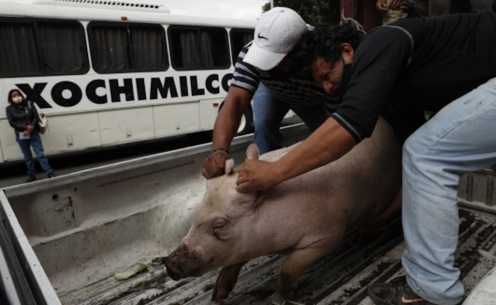 Contagiarse de Covid-19 a través de los alimentos, "insignificante", pero no imposible: UNAM