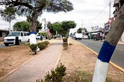 Pintan árboles con sus colores