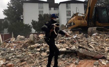 Rescatan a perrita entre escombros de edificio en Coyoacán