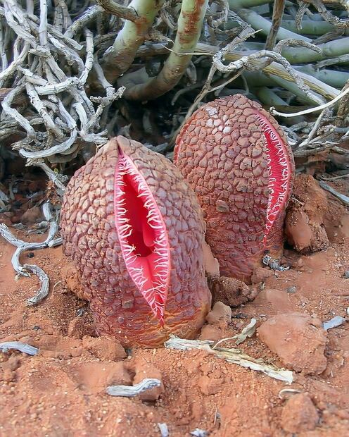Explorando la Hydnora Africana. Fuente: Freepik.