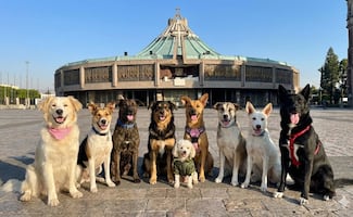 Primera feria de adopción de perritos peregrinos en CDMX: ¿dónde y cuándo es?