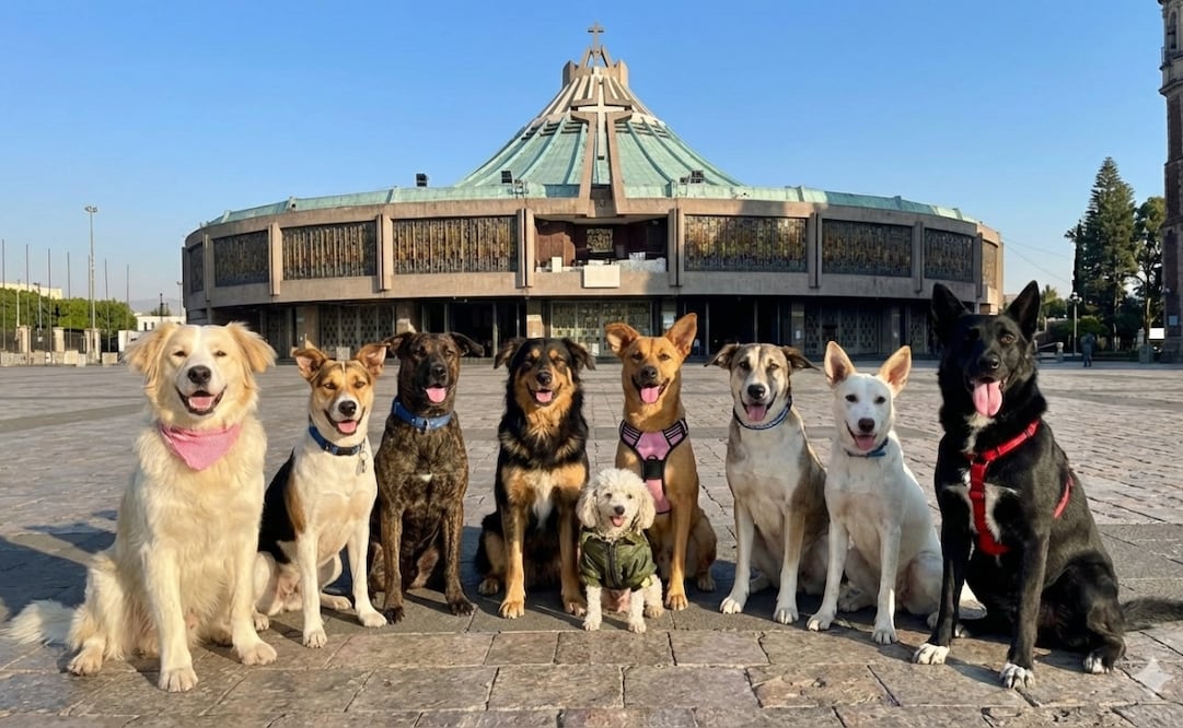 "Consentidos Bazar" organiza la primera feria de adopción de perritos peregrinos. Foto: Consentidos Bazar