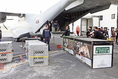 Trasladan a 11 felinos a santuario de EU