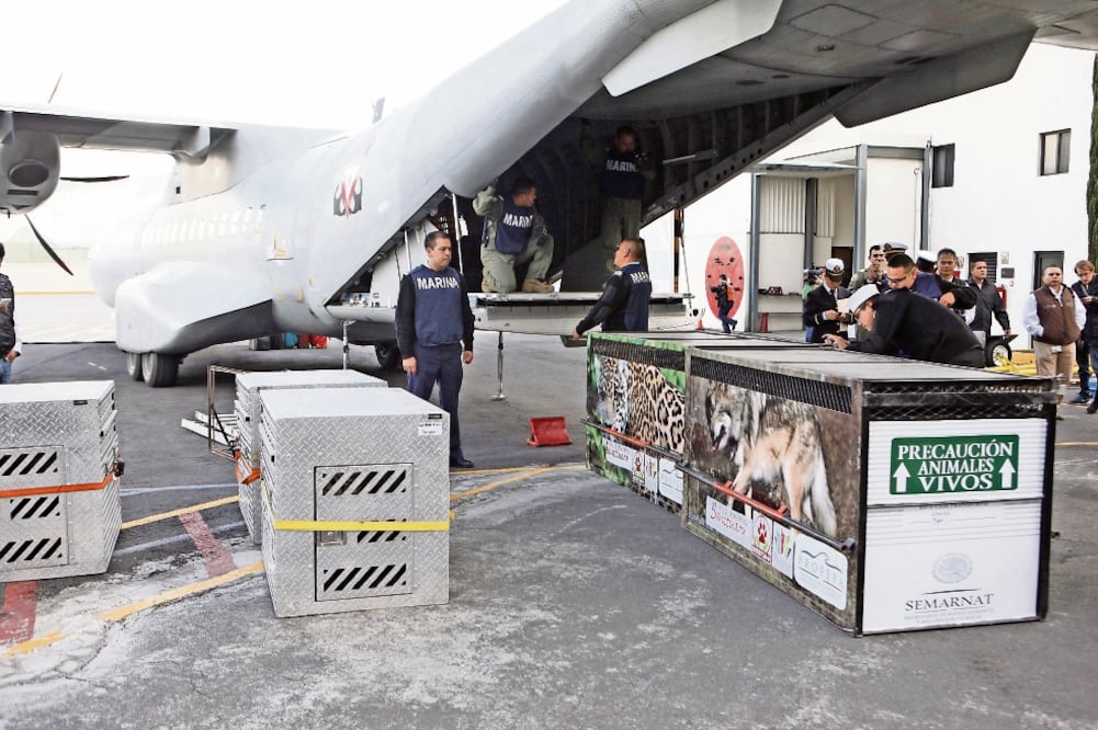 La Profepa informó que fueron trasladados al santuario en Denver, seis tigres, dos leones, dos jaguares y un leopardo (ESPECIAL)