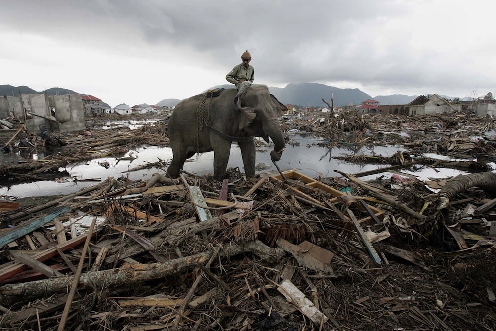 Un elefante del Ministerio de Bosques de Indonesia retira escombros en Banda Aceh, que provocó el tsunami de 2004. Foto: AP / 2004