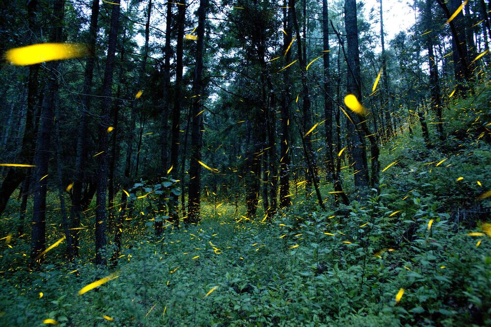 Caminatas de tres horas en medio del bosque para admirar a los insectos luminosos. (Foto: Sectur Tlaxcala)