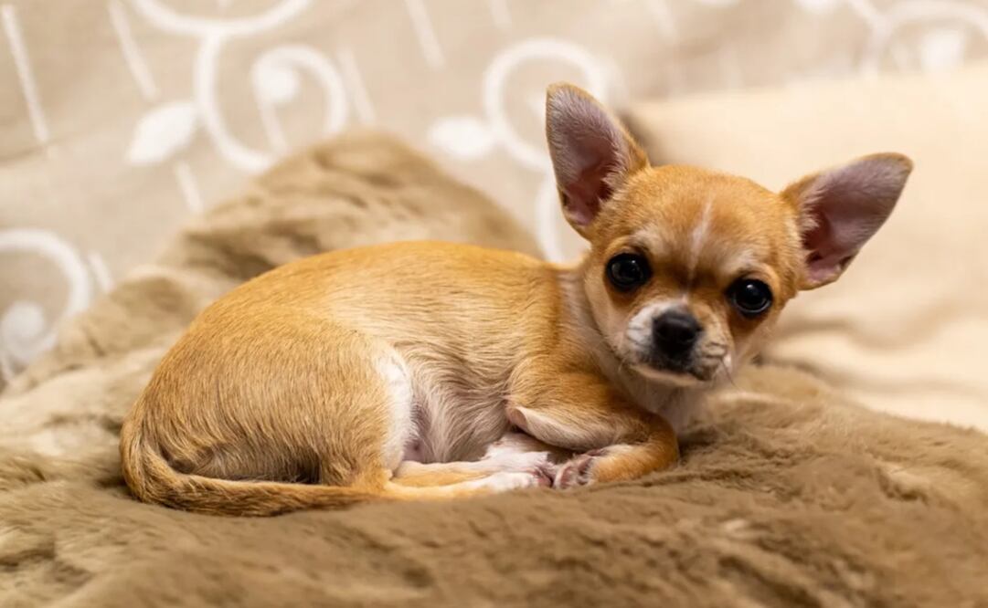 El perro chihuahua de una mujer logró sobrevivir gracias a un acto de amor Foto: Unsplash