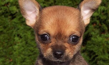 Perrito chihuahua roba corazones en el Metro CDMX al quedarse dormido durante viaje