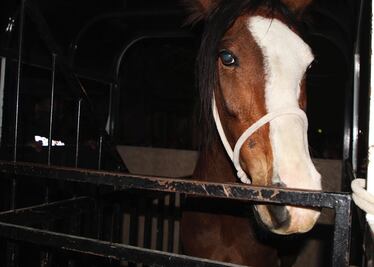 Aseguran caballos, camiones y carretas de predio en Ecatepec; señalan maltrato animal 