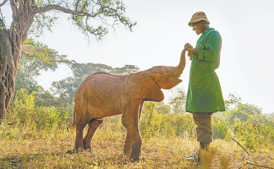 En Kenia, la producción estuvo en contacto con un elefante huérfano. Fotos: BBC STUDIOS