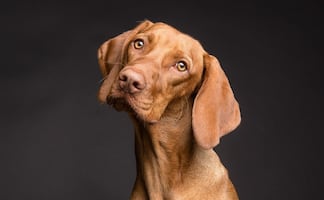 Comunicación con tus mascotas; ¿cuáles son las palabras que tu perro o gato sí entiende?