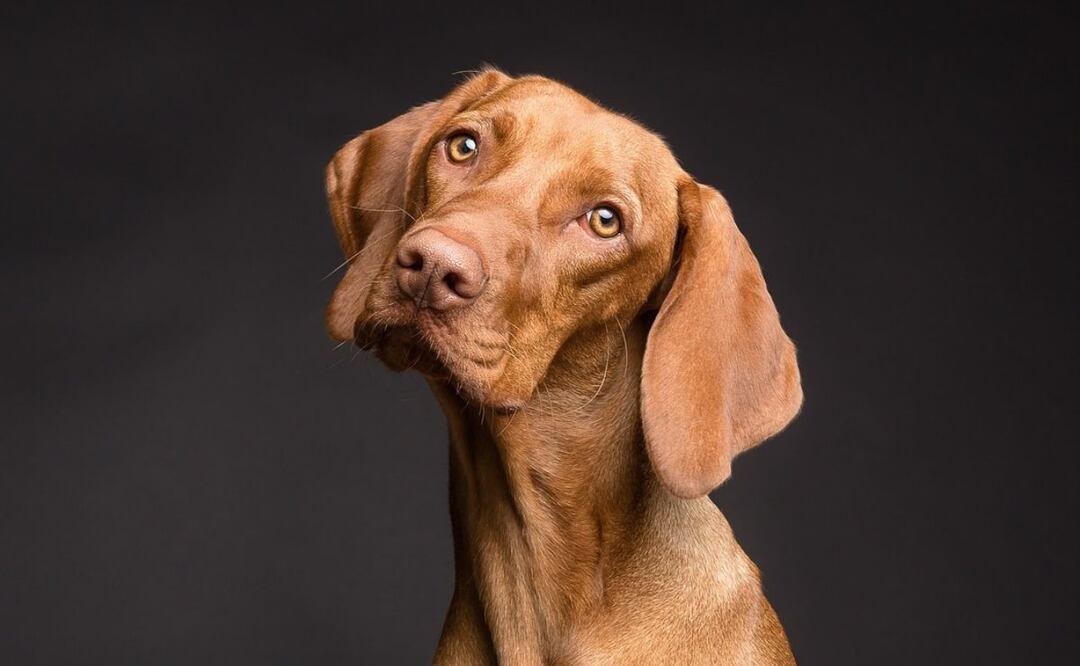 Perros como mascotas. Fuente: Pixabay