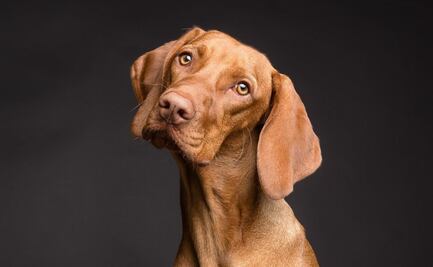 3 razones para tener un perro como mascota