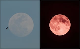 Luna Rosa 2026: así se vio el fenómeno astronómico en México; usuarios comparte sus mejores fotos en redes