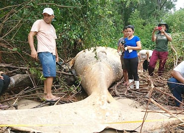 ¿Cómo es posible que una ballena jorobada terminara varada en la Amazonia?