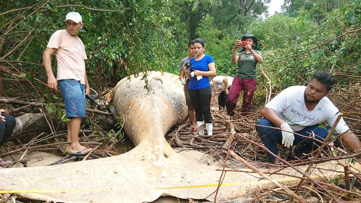 Un hipótesis es que la ballena juvenil acaba de emanciparse de su madre y se perdió al intentar migrar hacia la Antártica (Foto: INSTITUTO BICHO D'AGUA)
