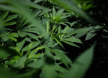 Consumidores de marihuana se triplicaron en poco más de una década: Conadic