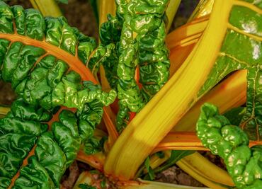 5 verduras de hoja verde que debes comer esta temporada