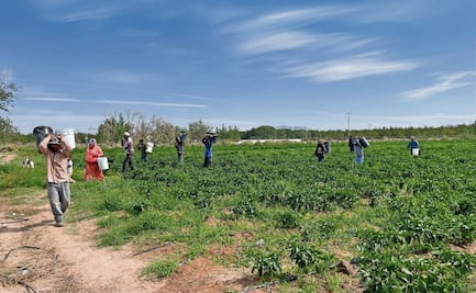 Usan “solución nutritiva” para tiempos de sequía