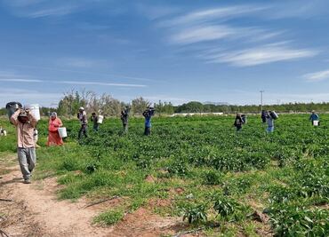Usan “solución nutritiva” para tiempos de sequía
