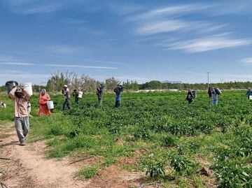 Usan “solución nutritiva” para tiempos de sequía