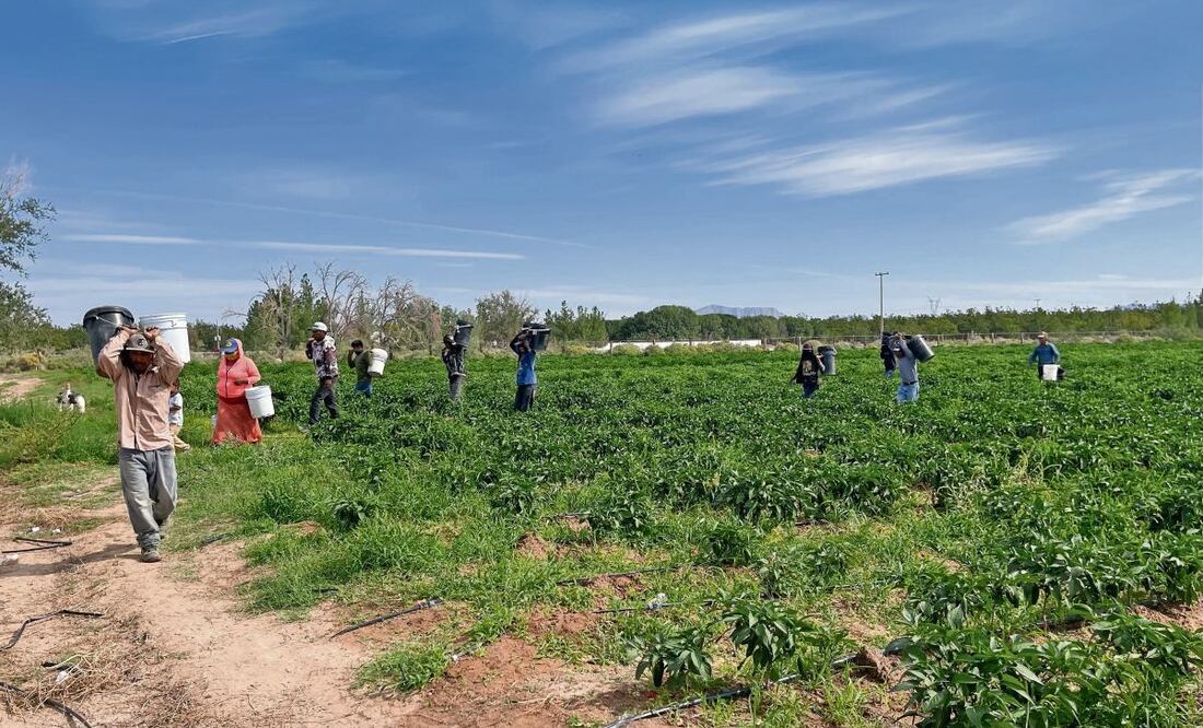 Los cultivos de calabaza, chile jalapeño y chilaca en la región de Samalayuca se han visto beneficiados por la solución nutritiva que utilizan los agricultores. Foto: Paola Gamboa / EL UNIVERSAL