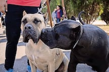 CDMX alista fondo para apoyar a los albergues de animales