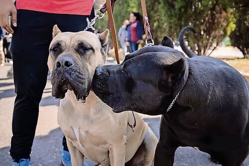 Diana Belén se dedicaba al rescate de perros en situación de calle, maltratados o abandonados. Foto: Especial