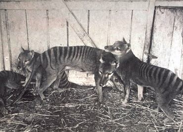 El extinto tigre de Tasmania era un canguro con piel de lobo