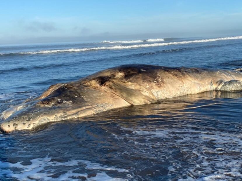 Aparece ballena muerta en playa de Navolato